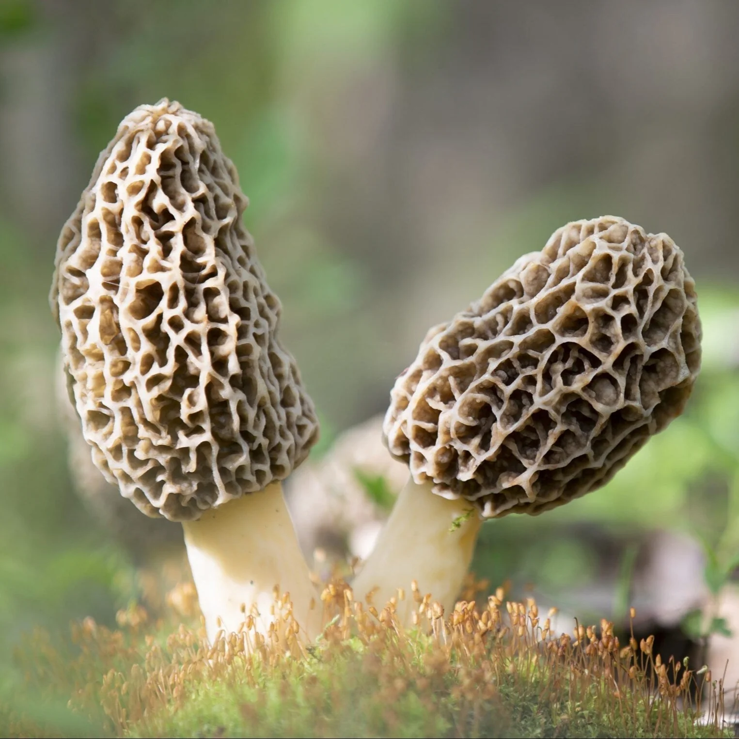 Spores Morel Mushrooms Mycelium Spawn Substrate Seeds for Planting (100pcs) - Image 3