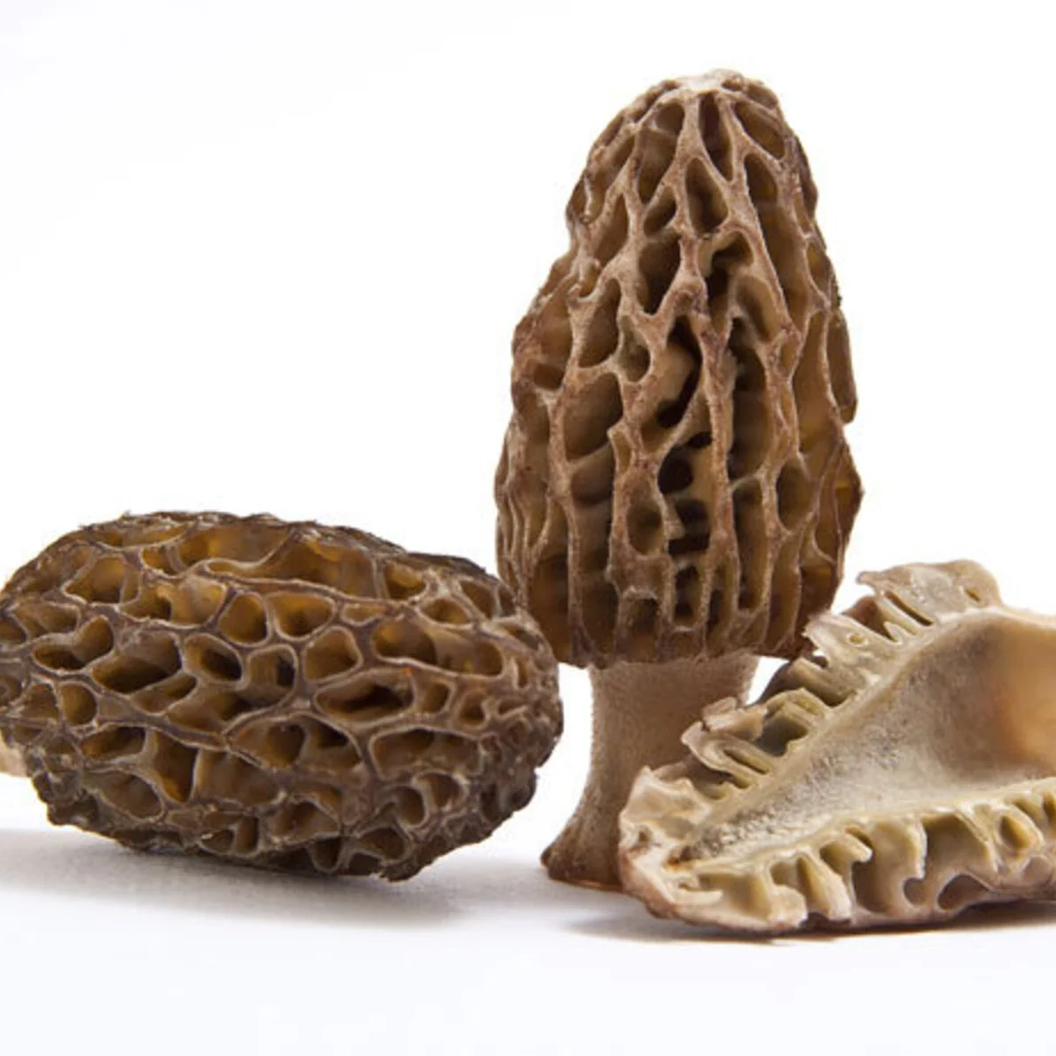 Spores Morel Mushrooms Mycelium Spawn Substrate Seeds for Planting (100pcs) - Image 4