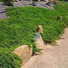 Spreading Evergreen Seeds – Ground Cover for Erosion Control & Landscaping