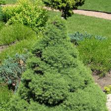 Spreading Evergreen Seeds – Ground Cover for Erosion Control & Landscaping - Image 2