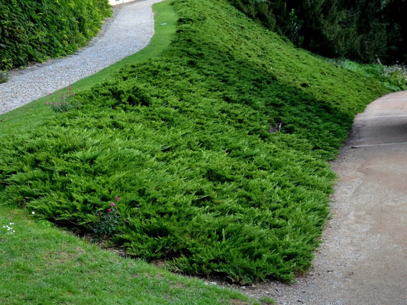Spreading Evergreen Seeds – Ground Cover for Erosion Control & Landscaping - Image 3