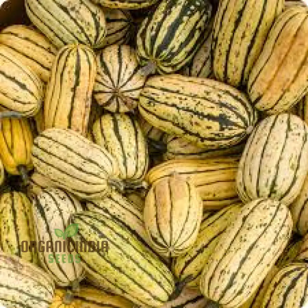 Squash - Delicata Seeds for Planting and Gardening | Premium Quality Seeds