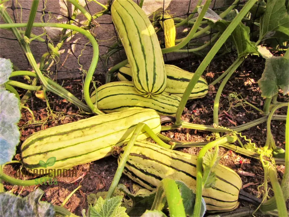 Squash - Delicata Seeds for Planting and Gardening | Premium Quality Seeds - Image 3