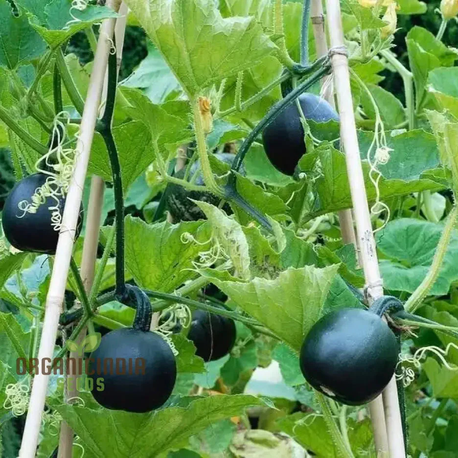 Squash 'Little Gem Rolet' Seeds For Planting: Hardy Gardening Variety for Your Vibrant Garden