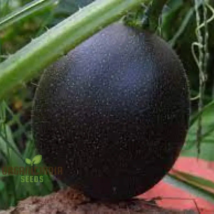 Squash 'Little Gem Rolet' Seeds For Planting: Hardy Gardening Variety for Your Vibrant Garden - Image 3