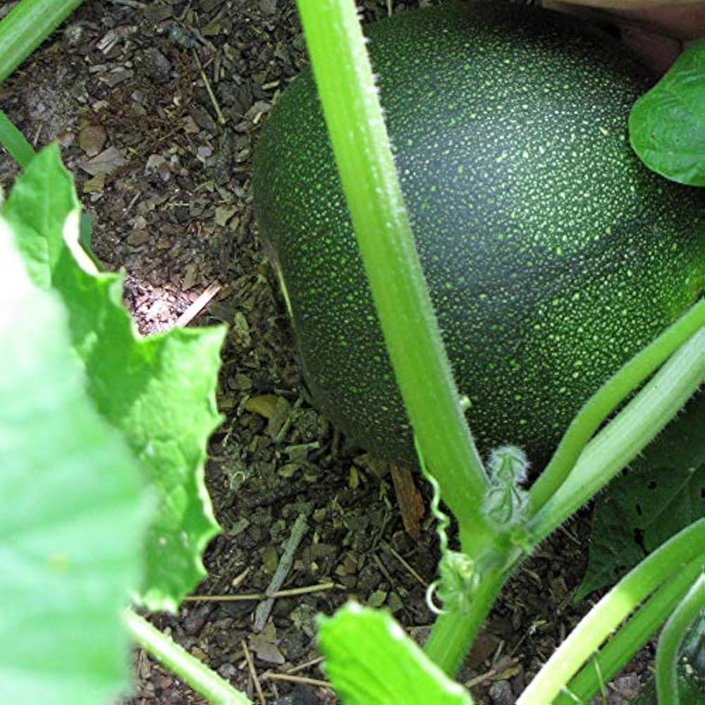 Squash 'Little Gem Rolet' Seeds For Planting: Hardy Gardening Variety for Your Vibrant Garden - Image 4