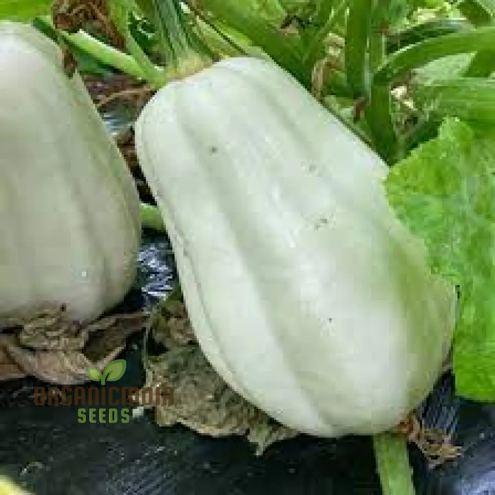Squash 'Mashed Potatoes' F1 Hybrid Seeds High-Yield Gardening Variety, Easy to Grow, Perfect for Home Gardeners