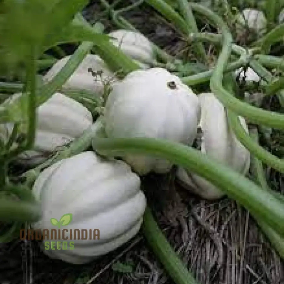 Squash 'Mashed Potatoes' F1 Hybrid Seeds High-Yield Gardening Variety, Easy to Grow, Perfect for Home Gardeners - Image 3
