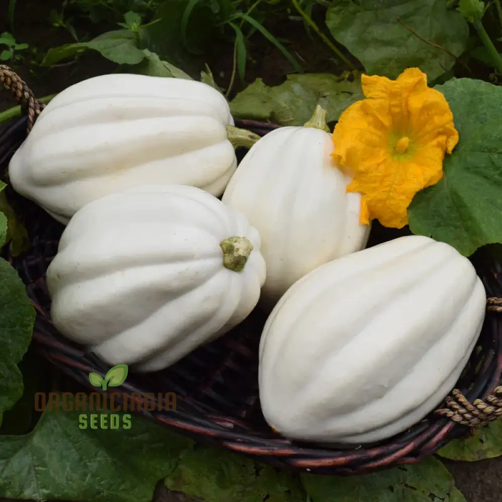 Squash 'Mashed Potatoes' F1 Hybrid Seeds High-Yield Gardening Variety, Easy to Grow, Perfect for Home Gardeners - Image 4