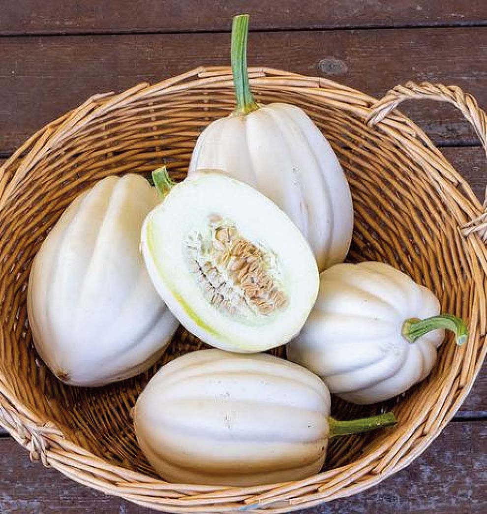 Squash 'Mashed Potatoes' F1 Hybrid Seeds High-Yield Gardening Variety, Easy to Grow, Perfect for Home Gardeners - Image 5