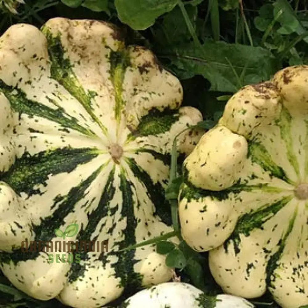 SQUASH PATTISON'S PANACHE Seeds - Premium Quality Seeds for Your Garden