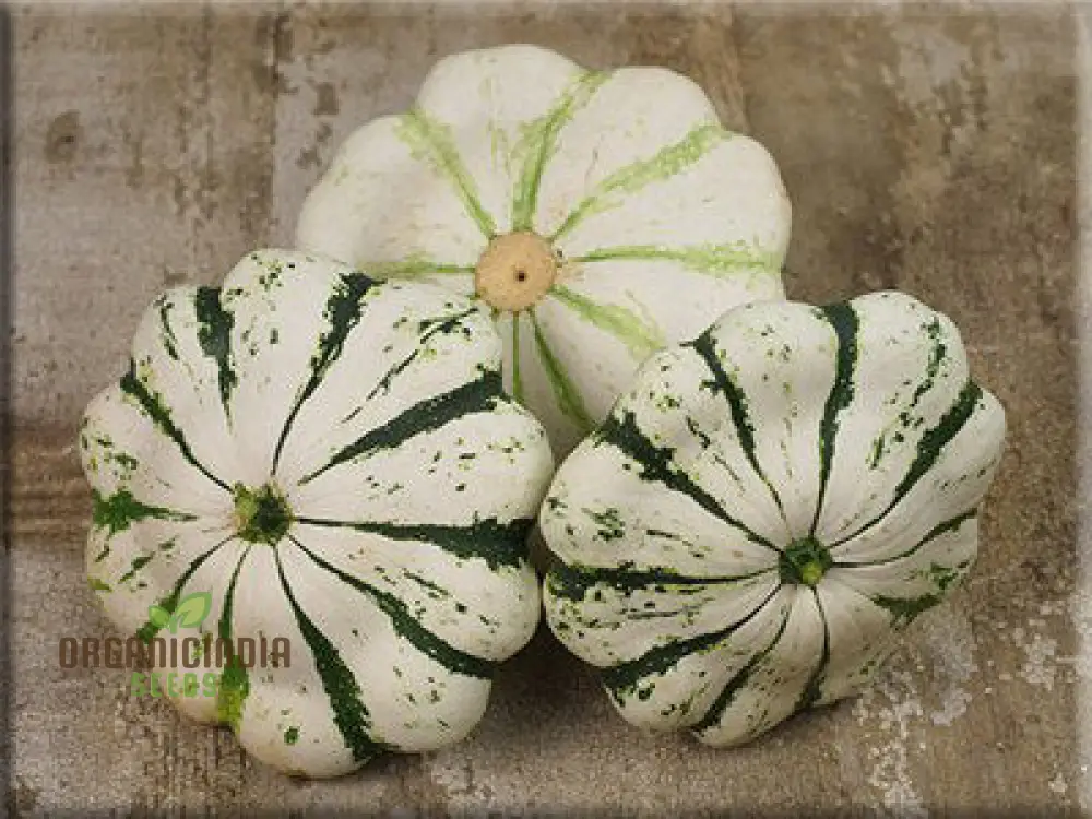 SQUASH PATTISON'S PANACHE Seeds - Premium Quality Seeds for Your Garden - Image 3