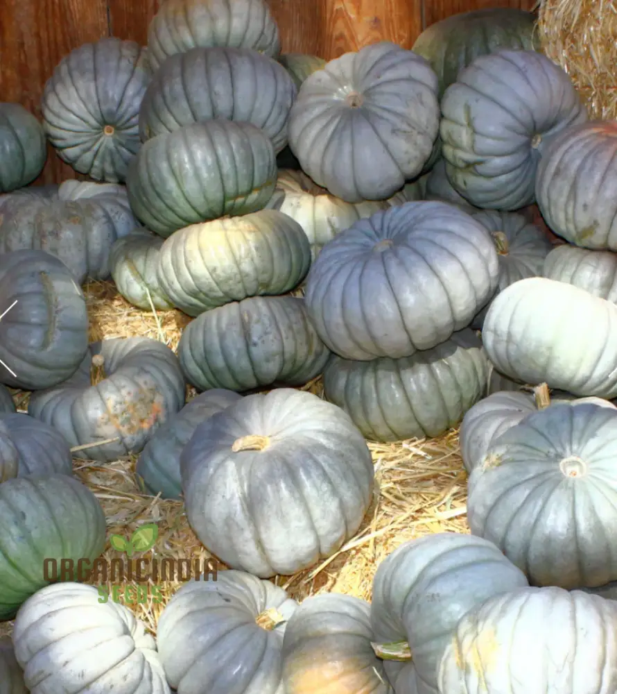 Squash Queensland Blue Seeds for Lush Gardens | Heirloom Variety for Bountiful Harvests - Image 3