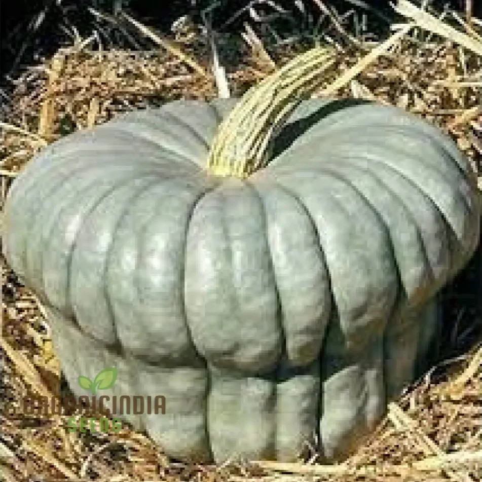 Squash Queensland Blue Seeds for Lush Gardens | Heirloom Variety for Bountiful Harvests - Image 4