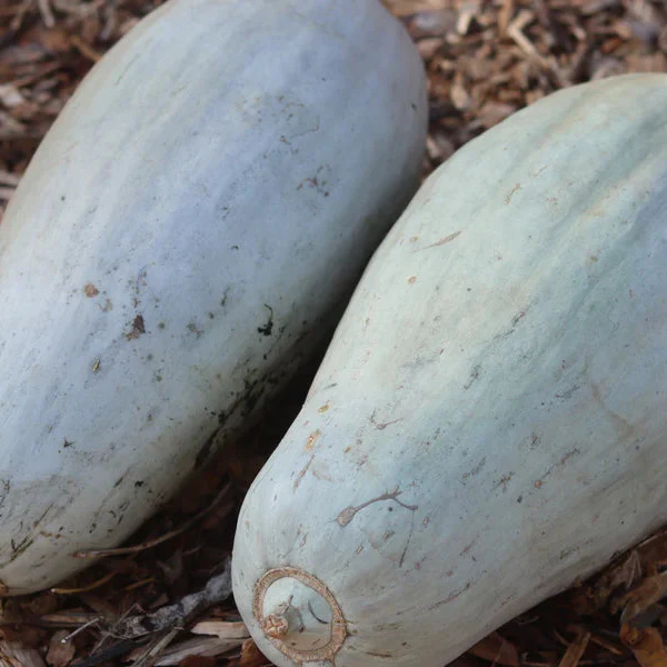 SQUASH SIBLEY Seeds - Premium Seeds for Your Garden - Image 3
