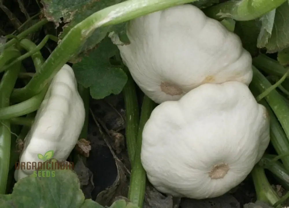 SQUASH (SUMMER) MOONBEAM F1 Seeds for Your Gardening Needs - Image 4