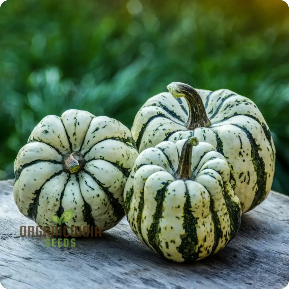 Squash - Sweet Dumpling Seeds for Planting and Gardening - Premium Quality Heirloom Seeds
