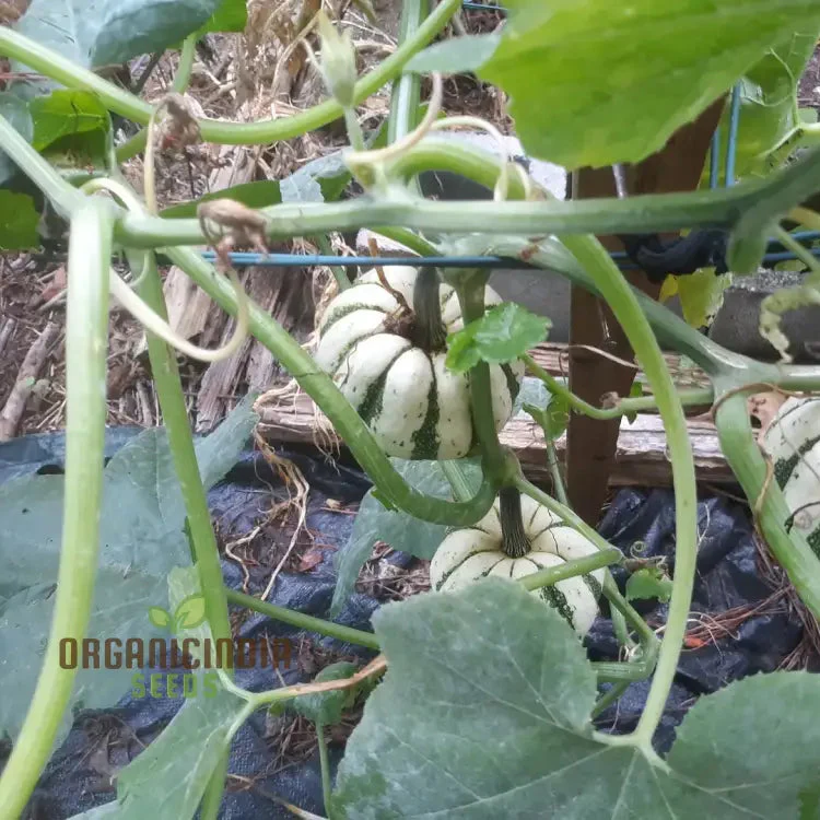 Squash - Sweet Dumpling Seeds for Planting and Gardening - Premium Quality Heirloom Seeds - Image 3