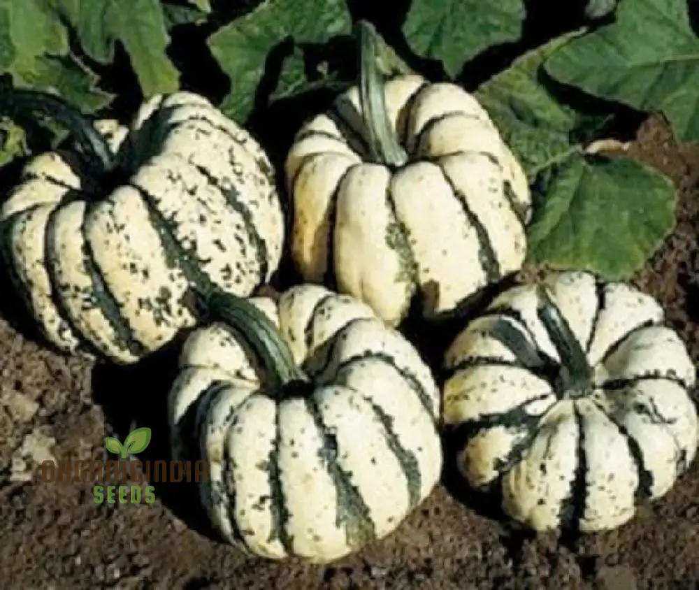 Squash - Sweet Dumpling Seeds for Planting and Gardening - Premium Quality Heirloom Seeds - Image 4