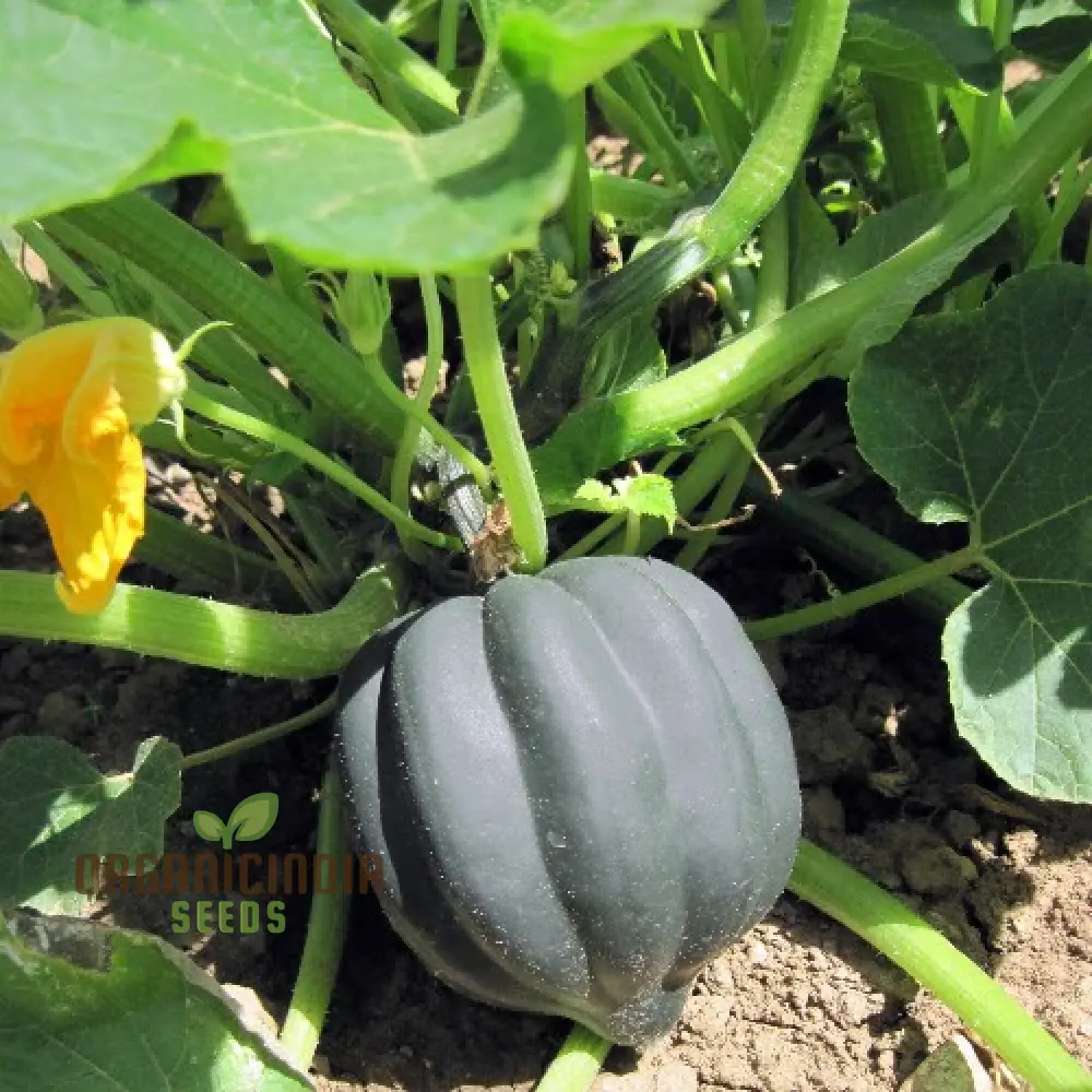 SQUASH TUFFY Seeds for Your Gardening Success | Buy Seeds Online
