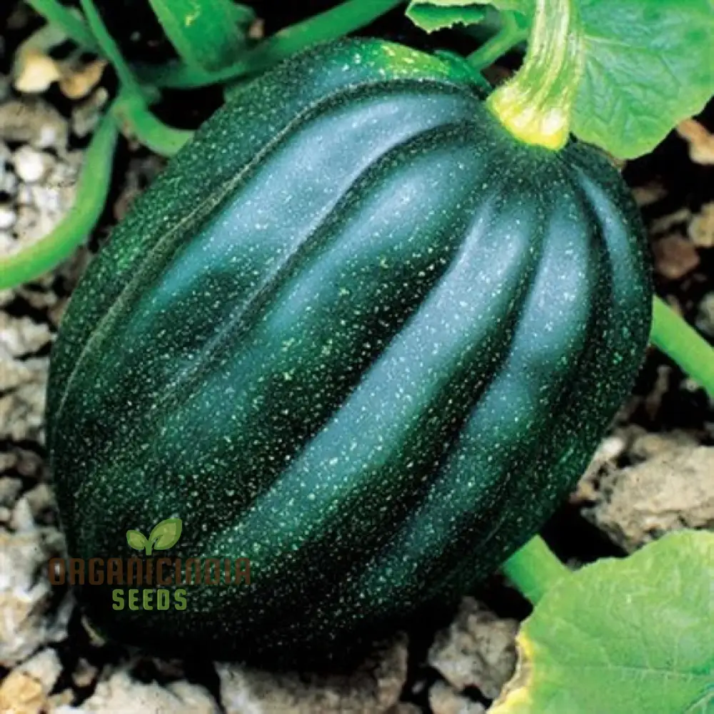 SQUASH TUFFY Seeds for Your Gardening Success | Buy Seeds Online - Image 3