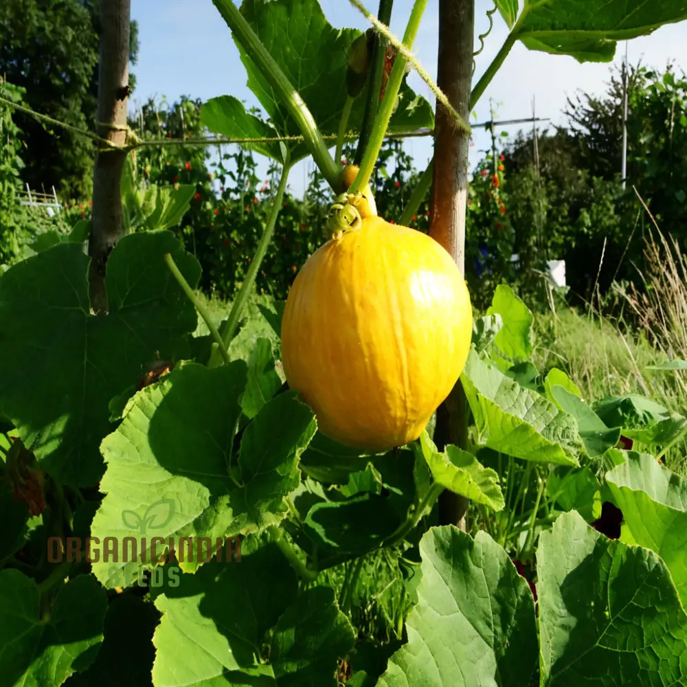Squash Uchiki Kuri Vegetable Seeds, Nutty Flavor Compact Growth Perfect for Home Gardens