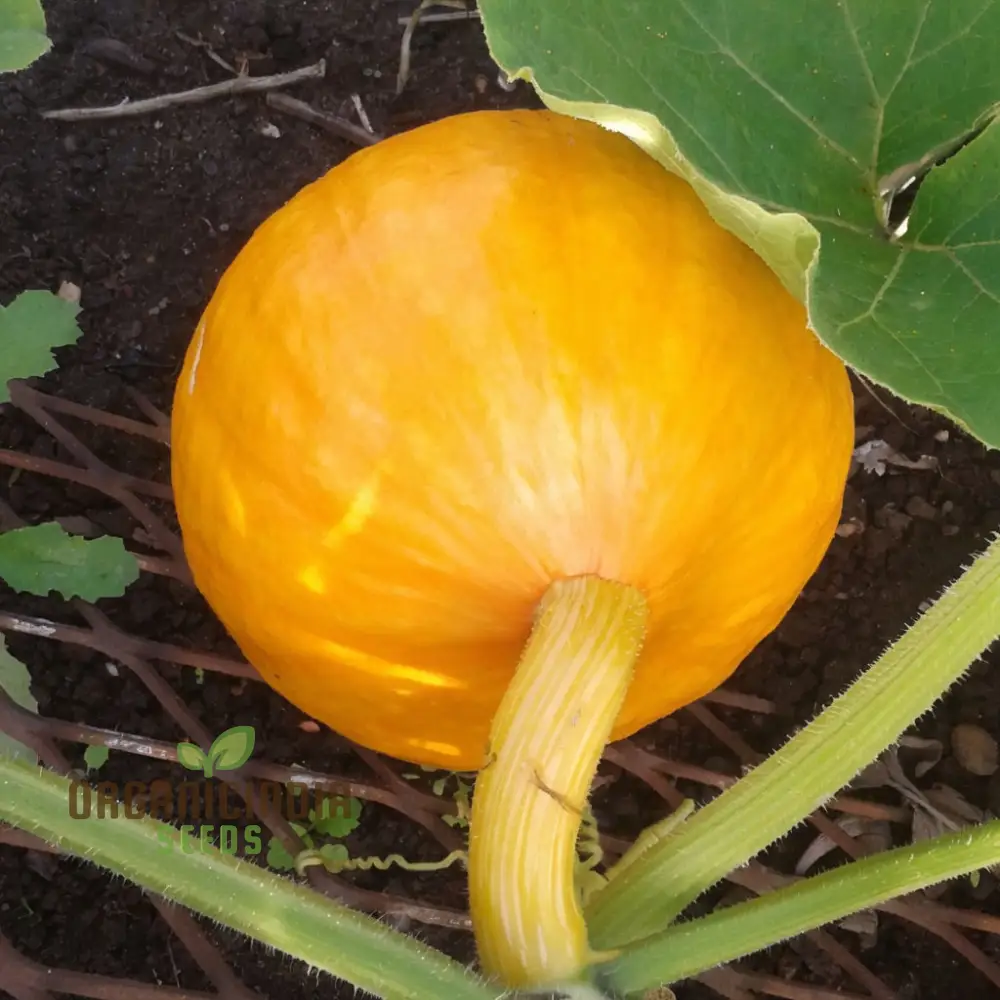 Squash Uchiki Kuri Vegetable Seeds, Nutty Flavor Compact Growth Perfect for Home Gardens - Image 3