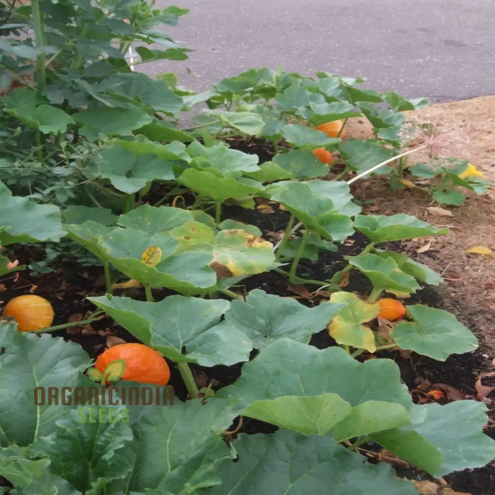 Squash Uchiki Kuri Vegetable Seeds, Nutty Flavor Compact Growth Perfect for Home Gardens - Image 4