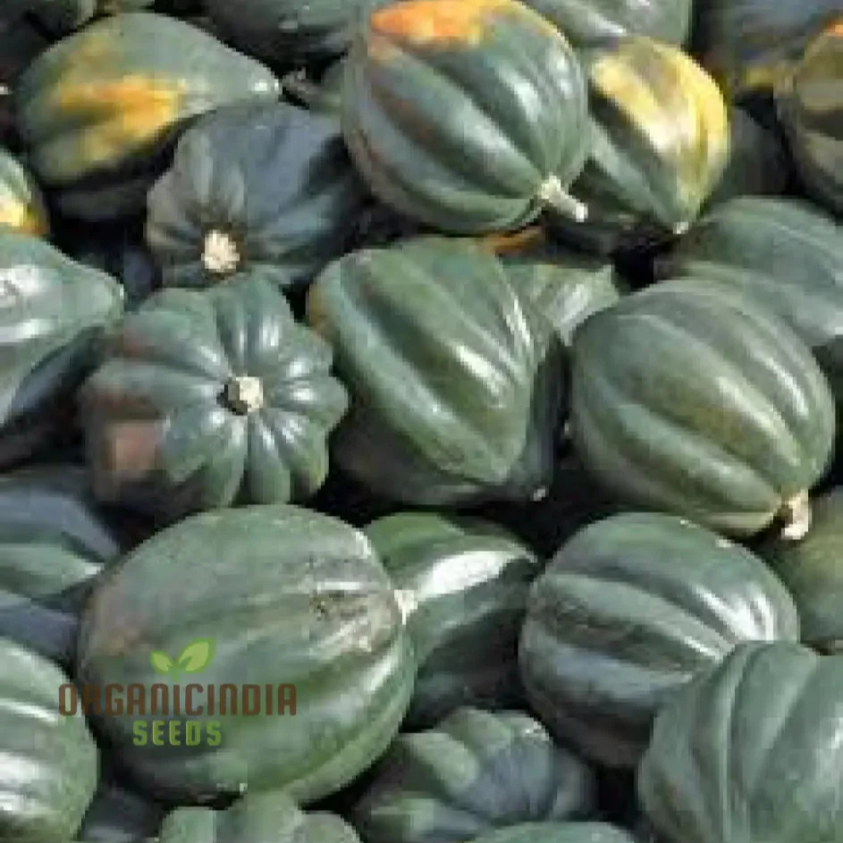 SQUASH (WINTER) TABLE STAR F1 Seeds for Planting Your Garden - Image 3