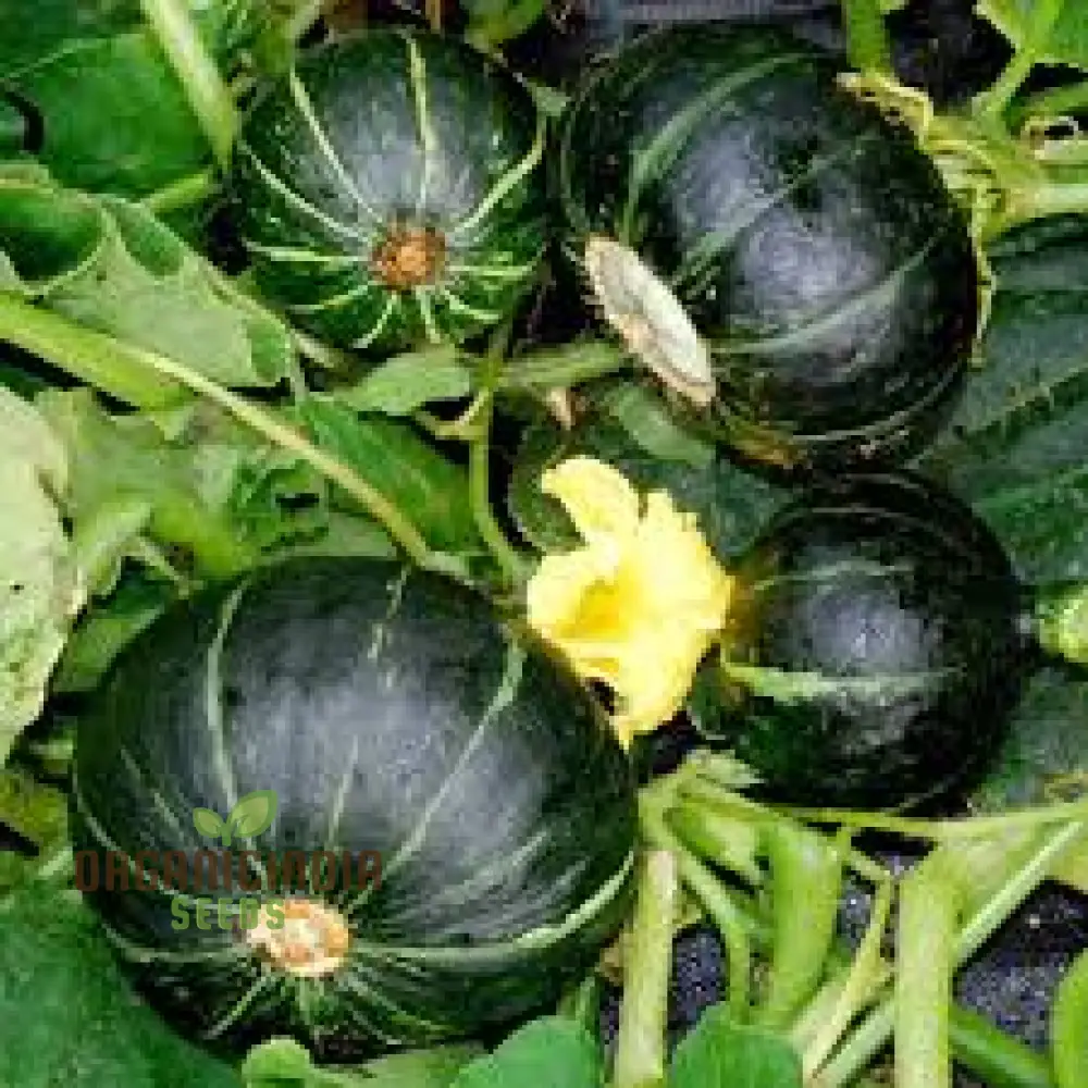 SQUASH (WINTER) TABLE STAR F1 Seeds for Planting Your Garden - Image 4
