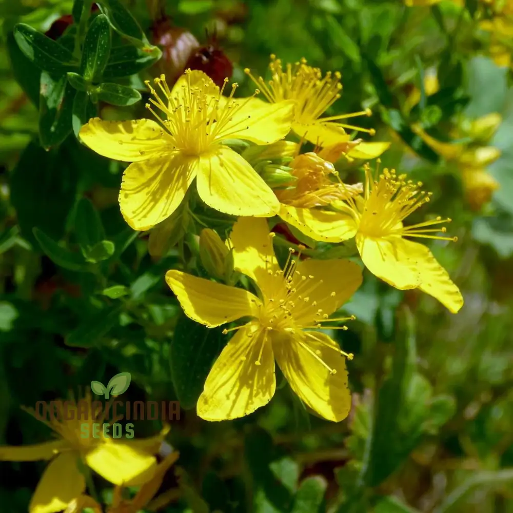 St. John's Wort Seeds for Planting - Perfect for Home Gardens and Herbal Gardens