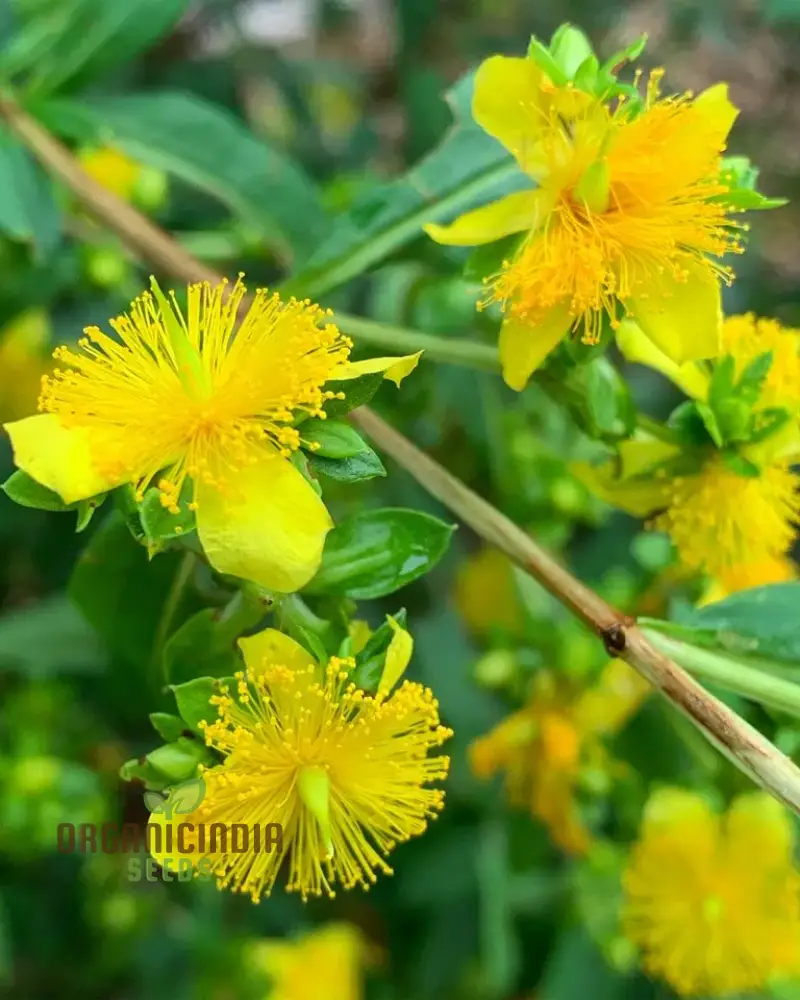 St. John's Wort Seeds for Planting - Perfect for Home Gardens and Herbal Gardens - Image 3