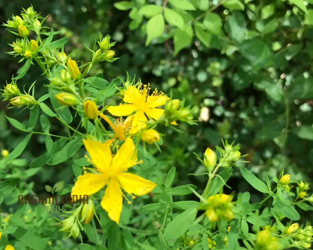 St. John's Wort Seeds for Planting - Perfect for Home Gardens and Herbal Gardens - Image 4