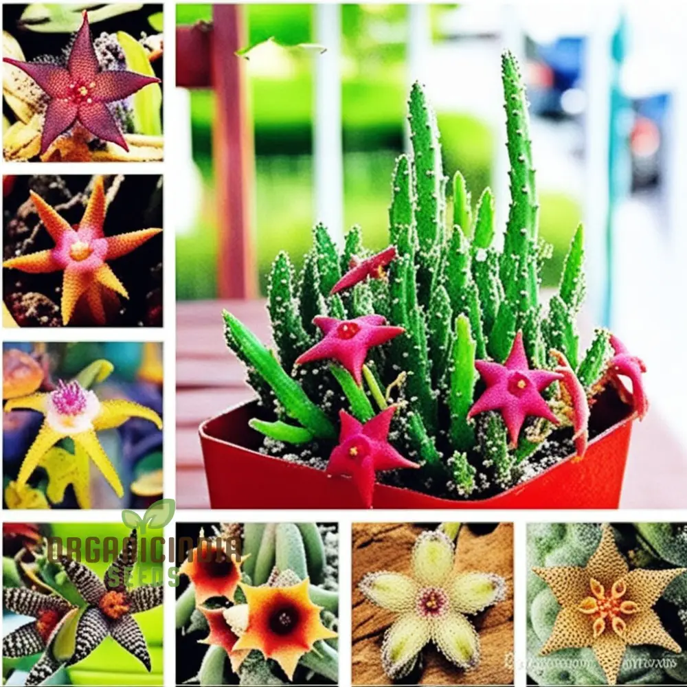 Stapelia Pulchella & Lithops Mix Succulent flower Seeds, Rare and Exotic Varieties for Your Succulent Collection High-Quality Seeds