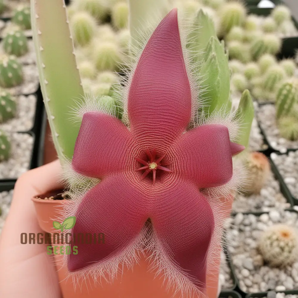 Stapelia Pulchella & Lithops Mix Succulent flower Seeds, Rare and Exotic Varieties for Your Succulent Collection High-Quality Seeds - Image 3