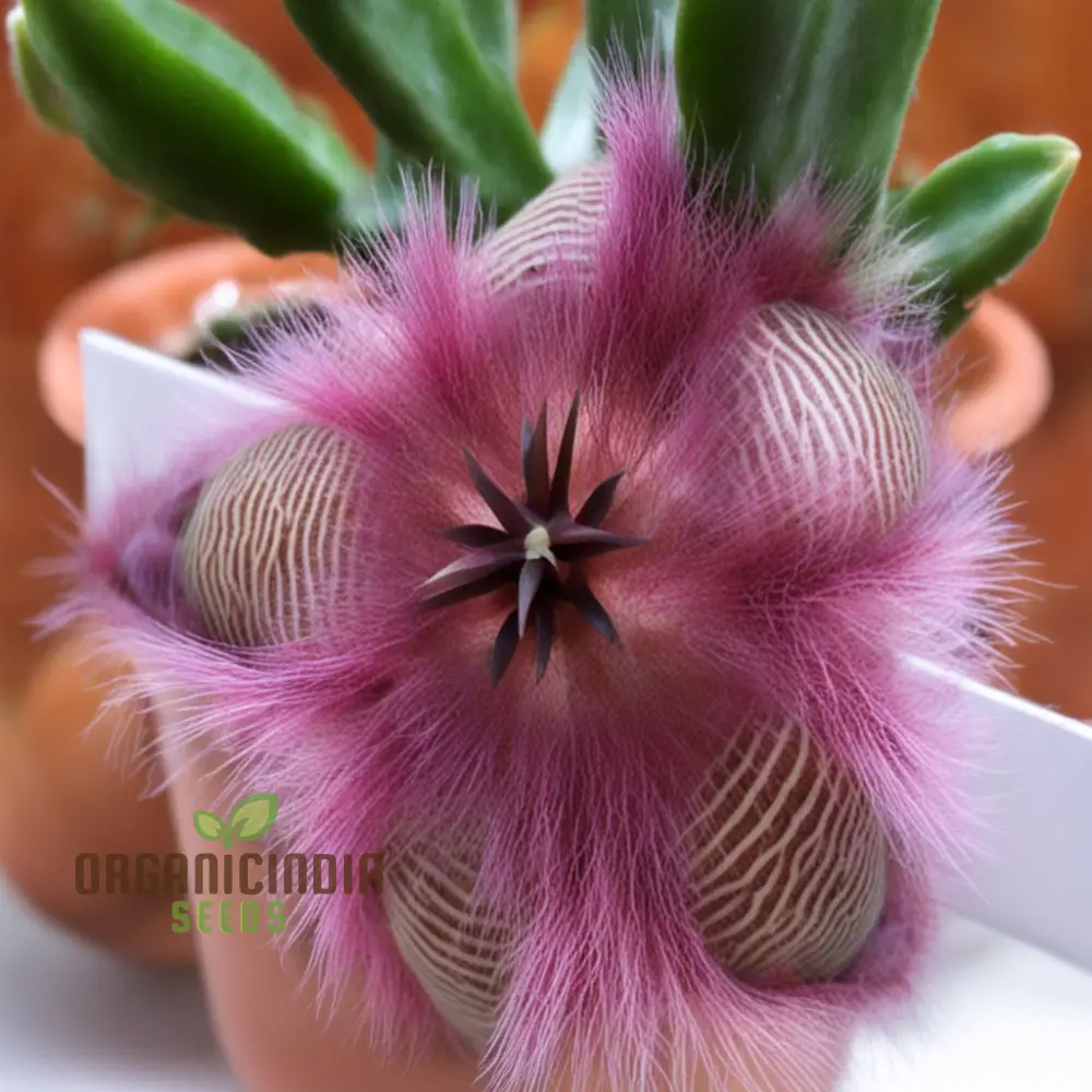 Stapelia Pulchella & Lithops Mix Succulent flower Seeds, Rare and Exotic Varieties for Your Succulent Collection High-Quality Seeds - Image 4