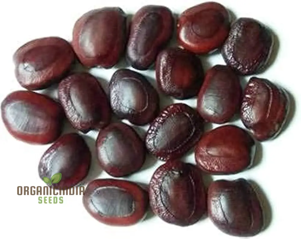 Start Your Orchard Journey with 100 New Fresh Tamarind Tree Seeds - Grow Your Own Tropical Oasis
