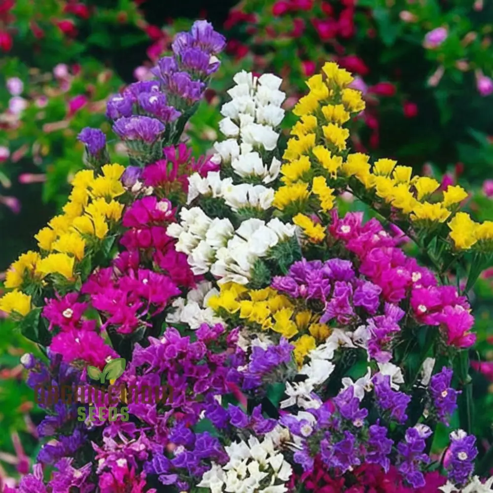 Statice Pacific Mixed Color Seeds – Vibrant Floral Mix for Bouquets and Garden Planting