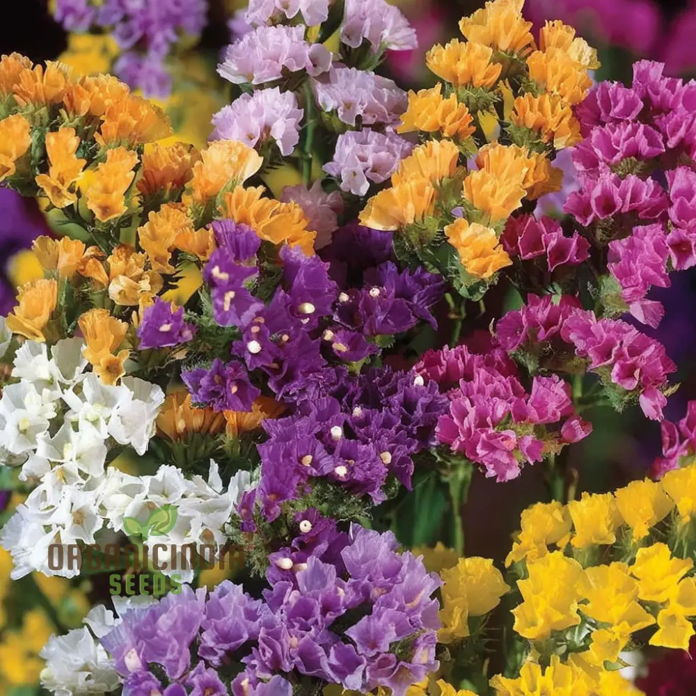 Statice Pacific Mixed Color Seeds – Vibrant Floral Mix for Bouquets and Garden Planting - Image 3