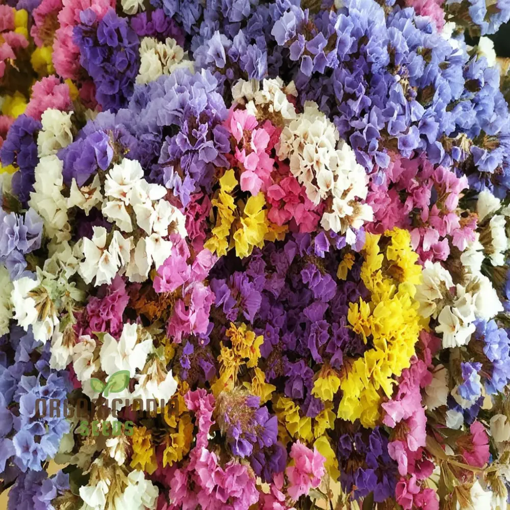 Statice Pacific Mixed Color Seeds – Vibrant Floral Mix for Bouquets and Garden Planting - Image 4