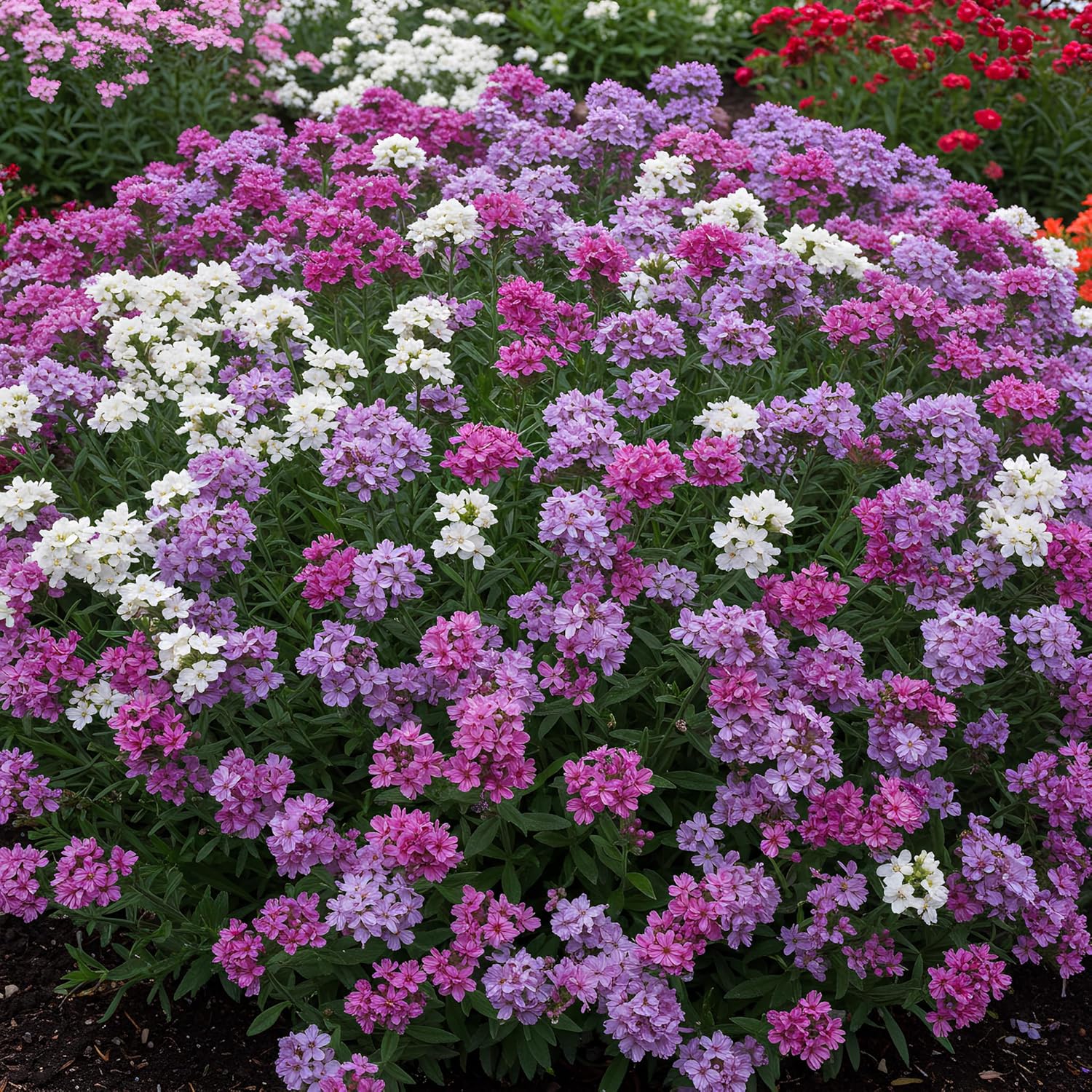 Statice Pacific Mixed Color Seeds – Vibrant Floral Mix for Bouquets and Garden Planting - Image 6