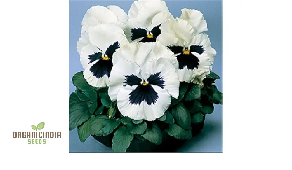 Stella Meaty Succulent Seeds for Planting - 100 pcs