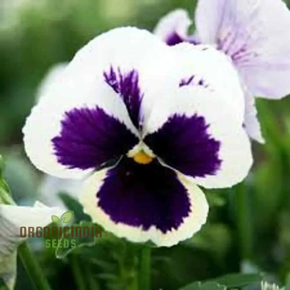 Stella Meaty Succulent Seeds for Planting - 100 pcs - Image 4
