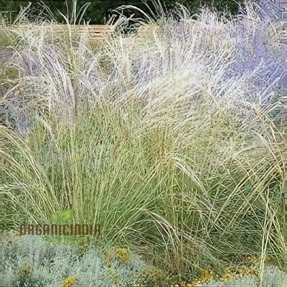 Stipa barbata Silver Feather Seeds for Elegant Ornamental Grass in Your Garden