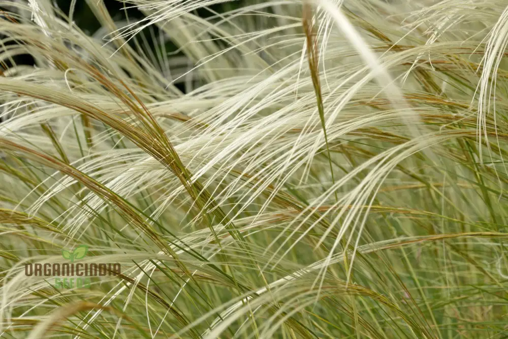 Stipa barbata Silver Feather Seeds for Elegant Ornamental Grass in Your Garden - Image 3