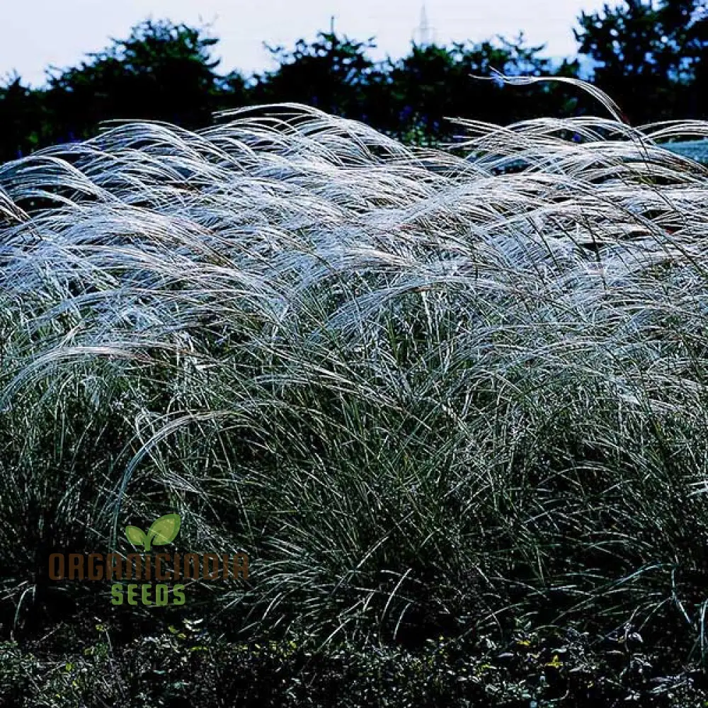 Stipa barbata Silver Feather Seeds for Elegant Ornamental Grass in Your Garden - Image 4