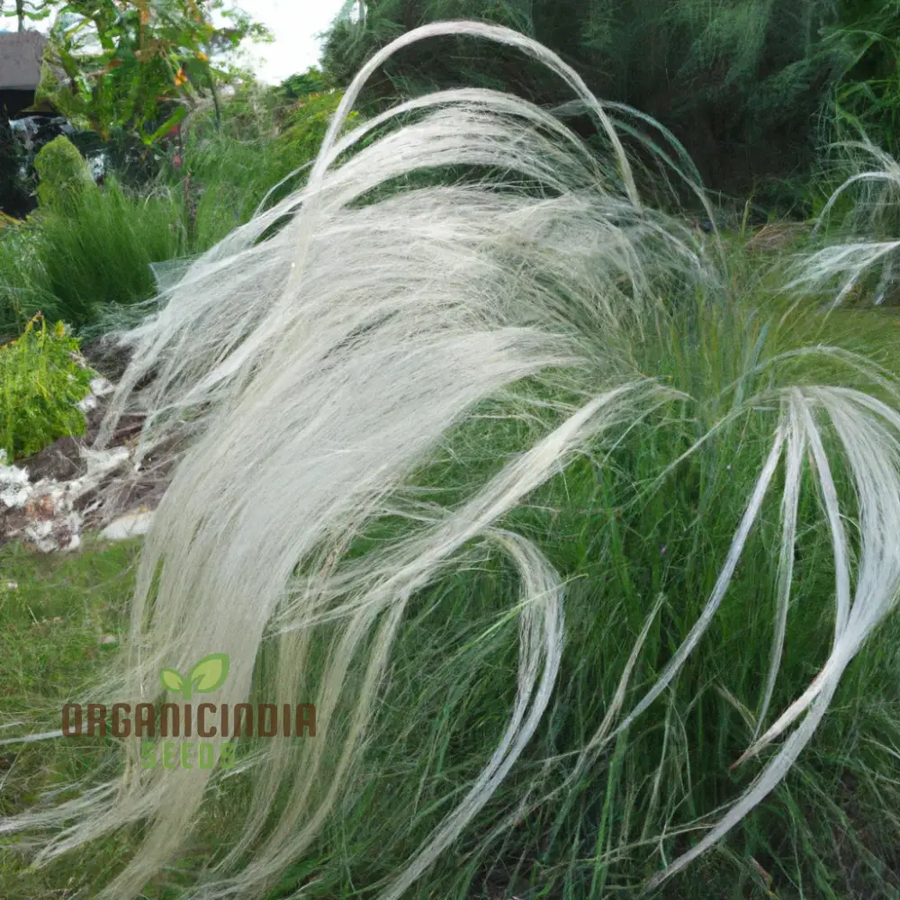 Stipa barbata Silver Feather Seeds for Elegant Ornamental Grass in Your Garden - Image 5