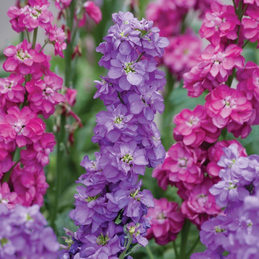 Stock Double Mixed Seeds – Fragrant, Colorful Garden Bloom Variety - Image 5
