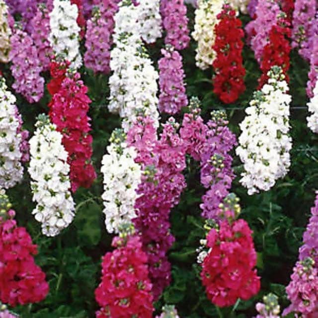 Stock Double Mixed Seeds – Fragrant, Colorful Garden Bloom Variety - Image 6