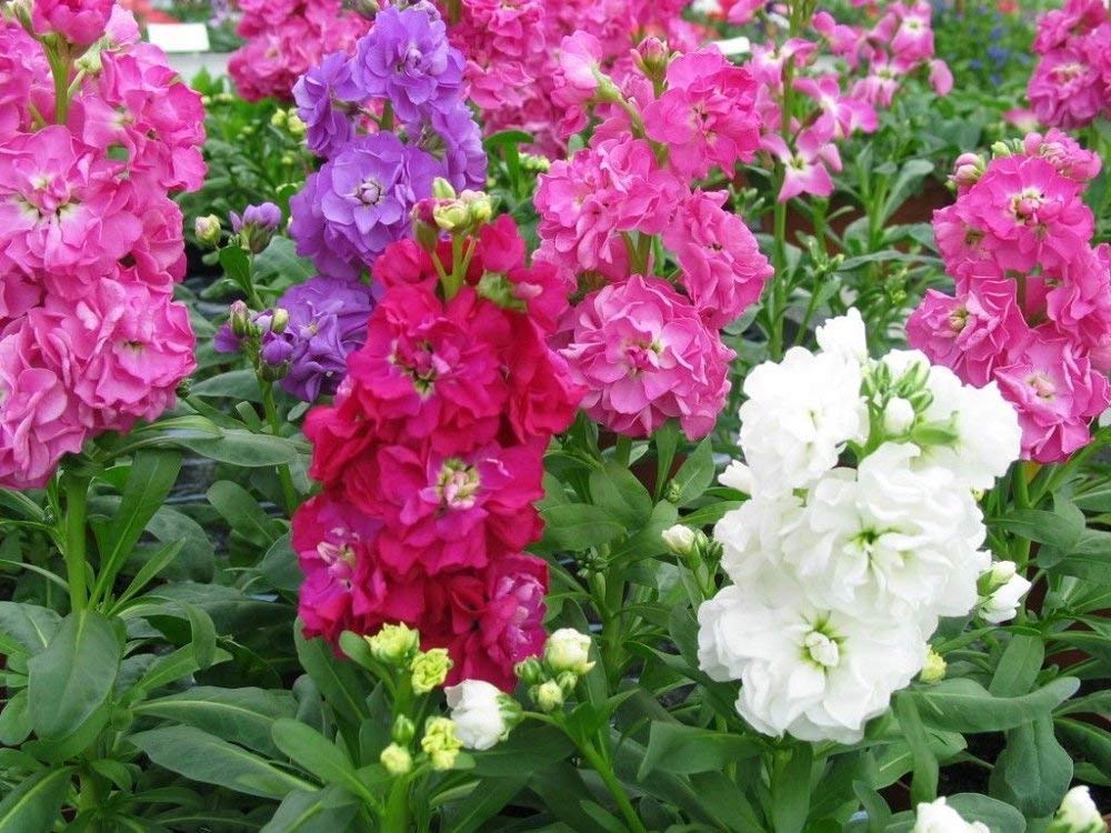 Stock Double Mixed Seeds – Fragrant, Colorful Garden Bloom Variety - Image 7